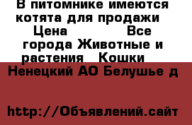 В питомнике имеются котята для продажи › Цена ­ 30 000 - Все города Животные и растения » Кошки   . Ненецкий АО,Белушье д.